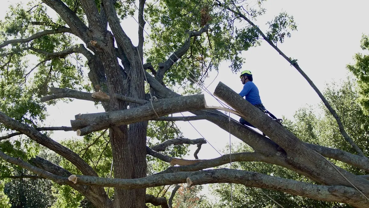 Professional Crown Thinning performed by certified arborists in Turrell