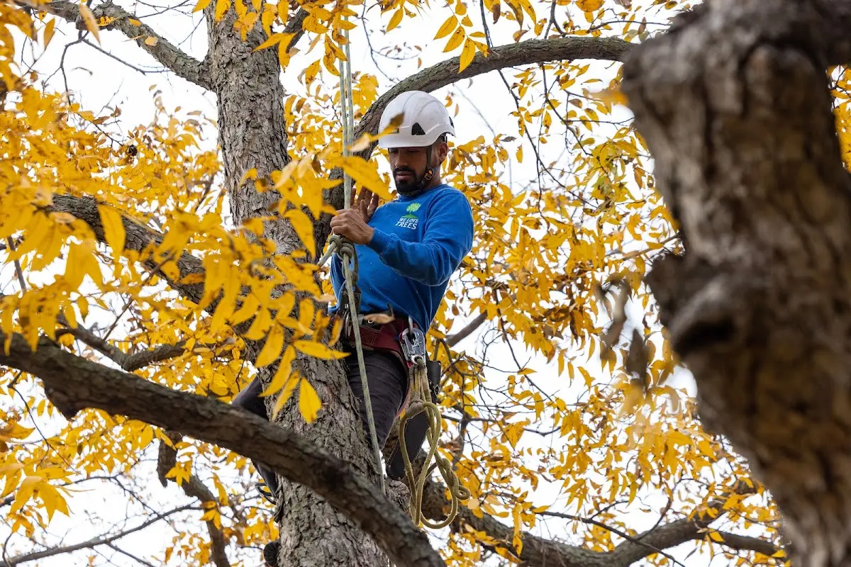 Skilled Tree Planing crew working in Turrell